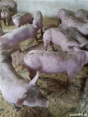 purcei de vnzare prahova|Porci de vanzare